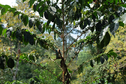 Colombia Nelson Sánchez Rosado