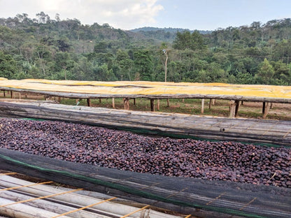 Koke Honey Whole Bean Coffee